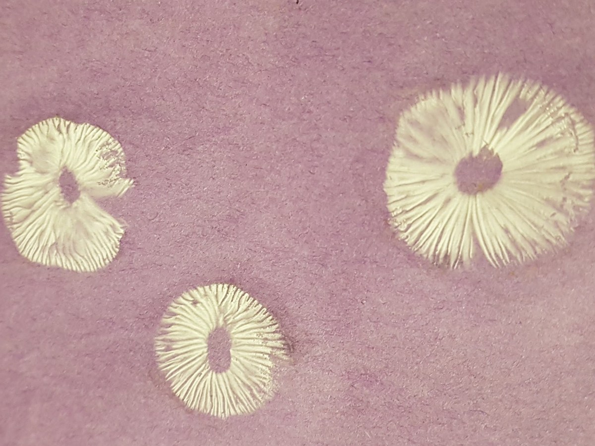 How to get a spore print (or beautiful art from&nbsp;mushrooms!)