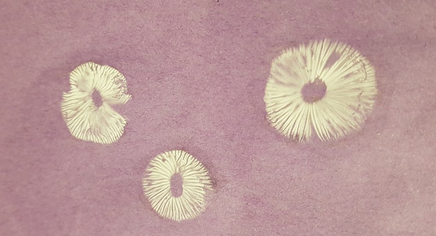 How to get a spore print (or beautiful art from&nbsp;mushrooms!)